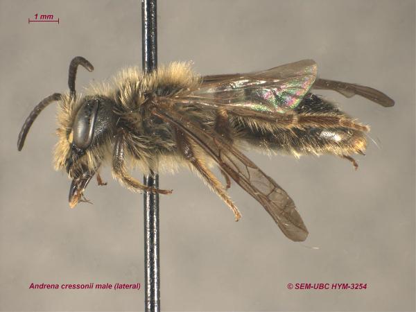 Photo of Andrena cressonii by Spencer Entomological Museum